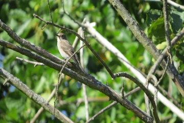 Wildlife sightings for 4th October 2022